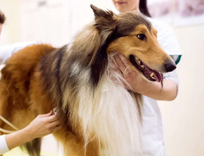 Two Veterinarians are checking on a Collie's heart beat with a stethoscope whome the Collie is on top of a clinic table.